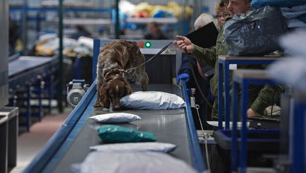 A Russian customs service employee with a dog check parcels for narcotic drugs and potent substances at the Tolmachovo international postal exchange office. (File) - Sputnik International