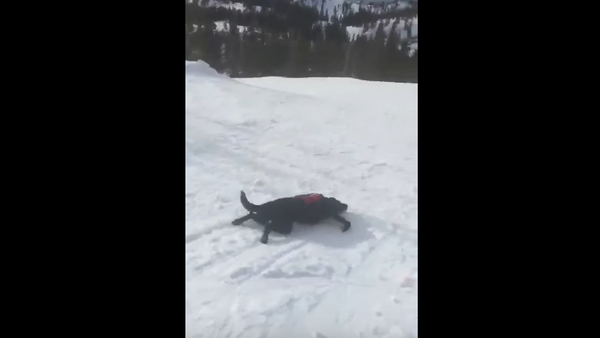 Rescue Pup Slides Down Lake Tahoe Mountain - Sputnik International