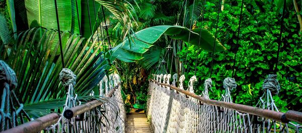 Amazon rainforest - Sputnik International