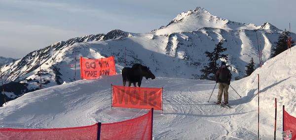 Rogue Moose Charges Alaska Chairlift Line - Sputnik International