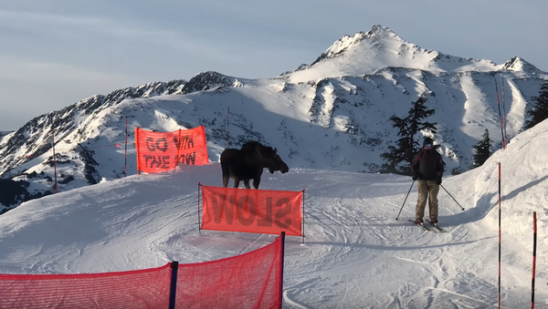 Rogue Moose Charges Alaska Chairlift Line - Sputnik International