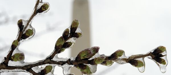 Frozen Cherry Blossoms - Sputnik International