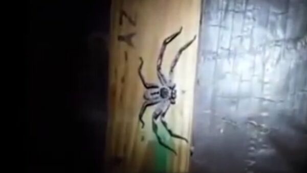 ENORMOUS huntsman spider lurking in dark corner as 100 newborn babies hatch from eggs - Sputnik International