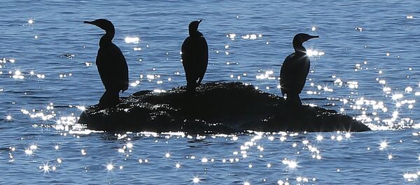 Cormorans rest on rocks (file) Cormorans rest on rocks (file) - Sputnik International