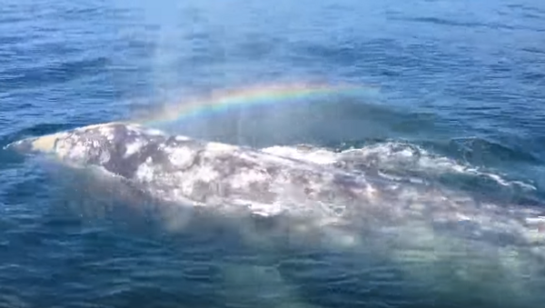 Whale Spouts Rainbow - Sputnik International