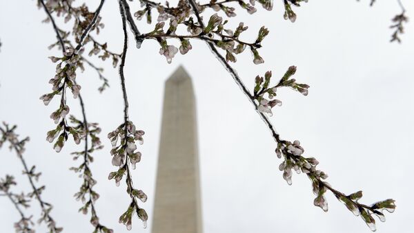 Washington's famed cherry blossoms are covered in ice during a late winter storm in Washington, Tuesday, March 14, 2017. The National Park Service is concerned about the impact of cold weather on the blossoms. - Sputnik International