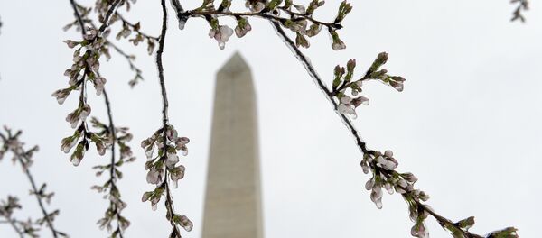 Washington's famed cherry blossoms are covered in ice during a late winter storm in Washington, Tuesday, March 14, 2017. The National Park Service is concerned about the impact of cold weather on the blossoms. Washington's famed cherry blossoms are covered in ice during a late winter storm in Washington, Tuesday, March 14, 2017. The National Park Service is concerned about the impact of cold weather on the blossoms. - Sputnik International