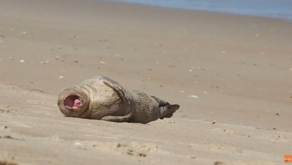 Sunbathing Seal Just Needs a Relaxing Day - Sputnik International