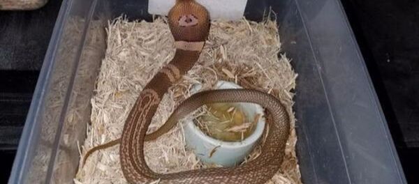 Florida Police Looking Missing Cobra Who Disappeared from Man’s Home Florida Police Looking Missing Cobra Who Disappeared from Man’s Home - Sputnik International