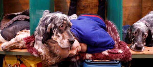 Участники Crufts Dog Show в Бирмингеме - Sputnik International