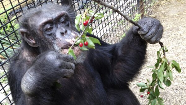 Chimpanzee Kiko eats wild cherries at the nonprofit Primate Sanctuary in Niagara Falls, N.Y. (File) - Sputnik International