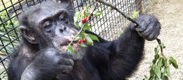 Chimpanzee Kiko eats wild cherries at the nonprofit Primate Sanctuary in Niagara Falls, N.Y. (File) - Sputnik International