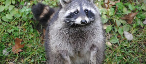 Raccoon - Sputnik International