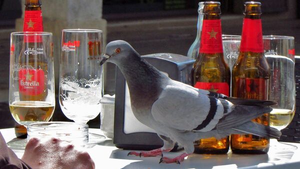 'Carrier pigeon' and beer - Sputnik International