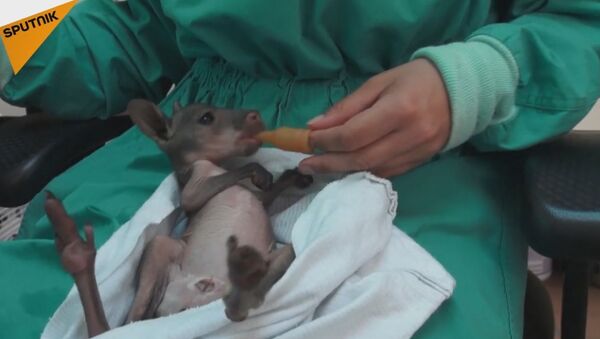 Zookeepers Feed Baby Wallaroo - Sputnik International