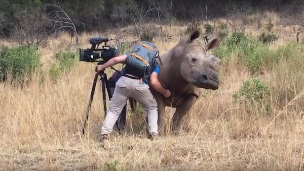 Filming Up Close And Personal With A Rhino! - Sputnik International