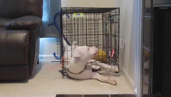 Houdini Pup Escapes Crate - Sputnik International