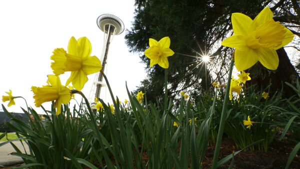 Daffodils bloom near the Space Needle on a rare sunny and rain-free first day of spring in Seattle, Monday, March 20, 2017. - Sputnik International