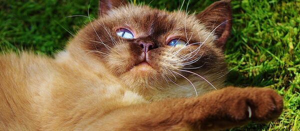 Cat Cat - Sputnik International