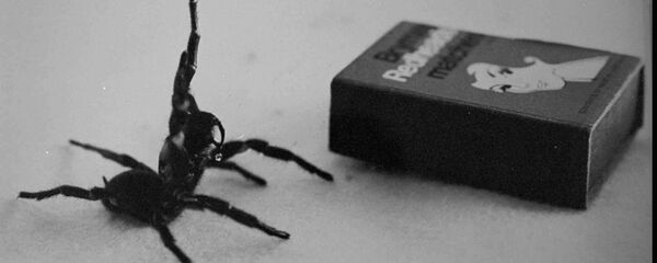 Australia's deadliest spider, the male Funnel Web in this undated filer is compared in size to a matchbox. Australia's deadliest spider, the male Funnel Web in this undated filer is compared in size to a matchbox. - Sputnik International