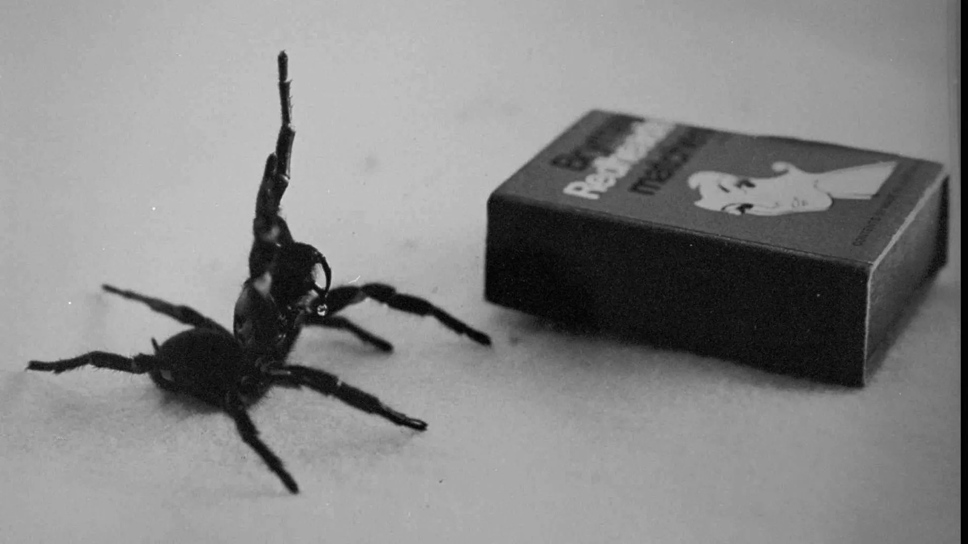Australia's deadliest spider, the male Funnel Web in this undated filer is compared in size to a matchbox. - Sputnik International, 1920, 06.01.2024