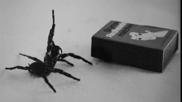 Australia's deadliest spider, the male Funnel Web in this undated filer is compared in size to a matchbox. - Sputnik International