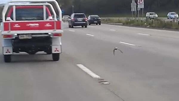 A Pigeon racing the traffic on a highway! - Sputnik International