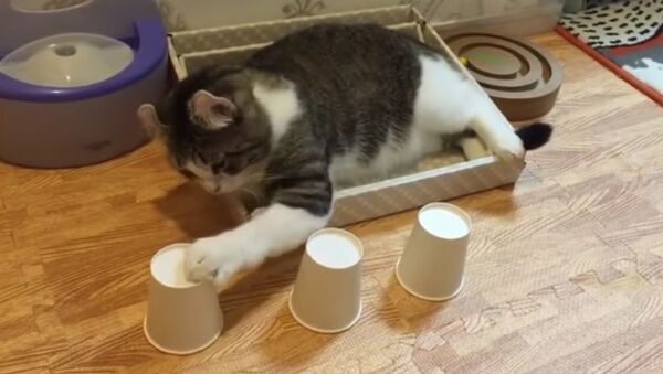 Cute cat shows off incredible skills with cup-and-ball game - Sputnik International