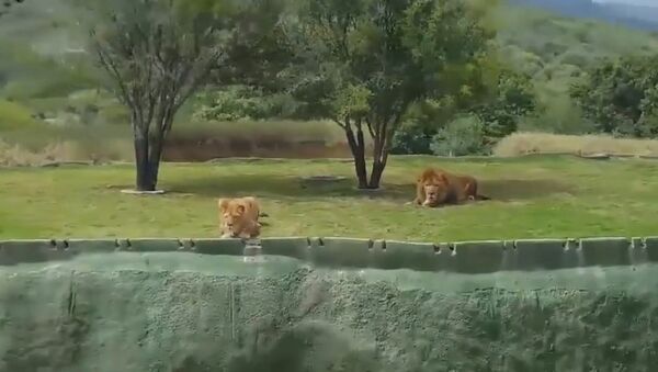 Tourists Scream As Lion Leaps At Them With No Fence - Sputnik International