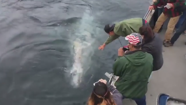Gray Whales Hang with Fort Bragg Boaters - Sputnik International