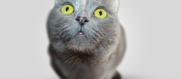 Cat Cat - Sputnik International