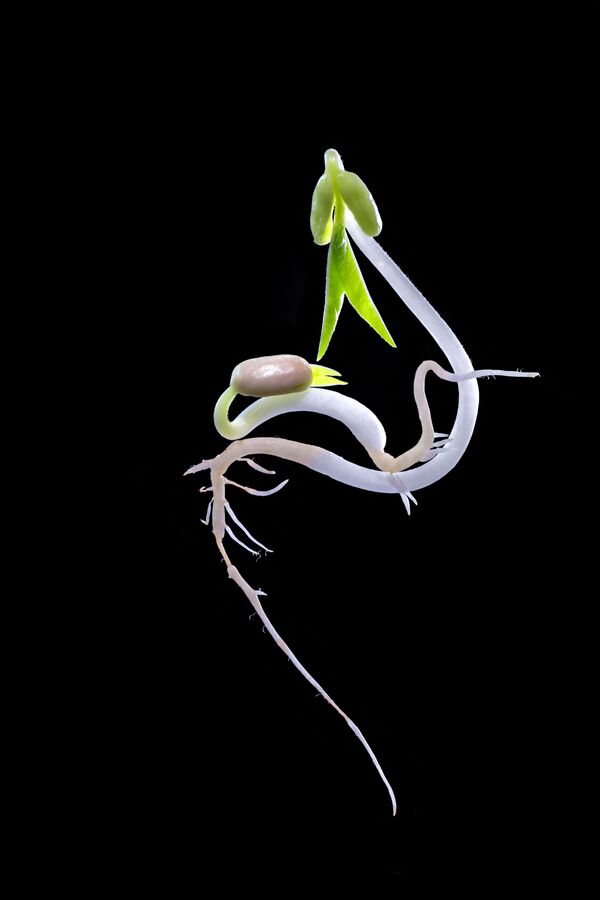 2017 Sony World Photography Awards: Fantastic National Awards Winners Revealed 2017 Sony World Photography Awards: Fantastic National Awards Winners Revealed - Sputnik International