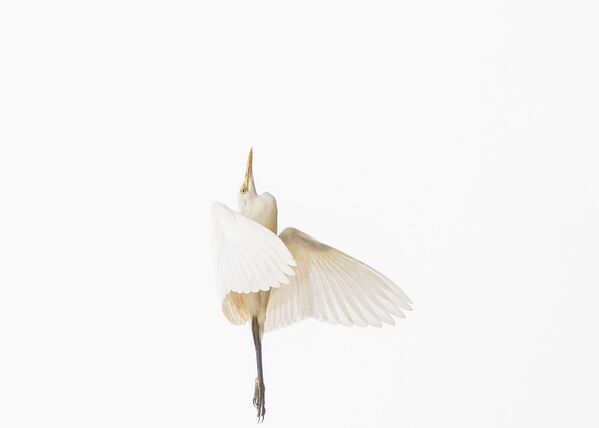 2017 Sony World Photography Awards: Fantastic National Awards Winners Revealed 2017 Sony World Photography Awards: Fantastic National Awards Winners Revealed - Sputnik International