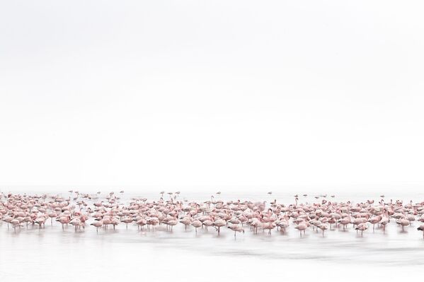 2017 Sony World Photography Awards: Fantastic National Awards Winners Revealed 2017 Sony World Photography Awards: Fantastic National Awards Winners Revealed - Sputnik International