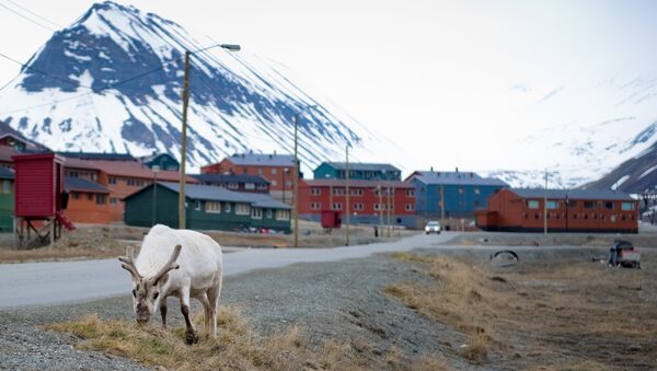 A reindeer eats in the streets of Longyearbyen - Sputnik International