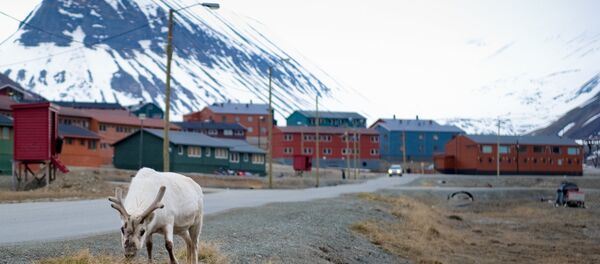A reindeer eats in the streets of Longyearbyen A reindeer eats in the streets of Longyearbyen - Sputnik International