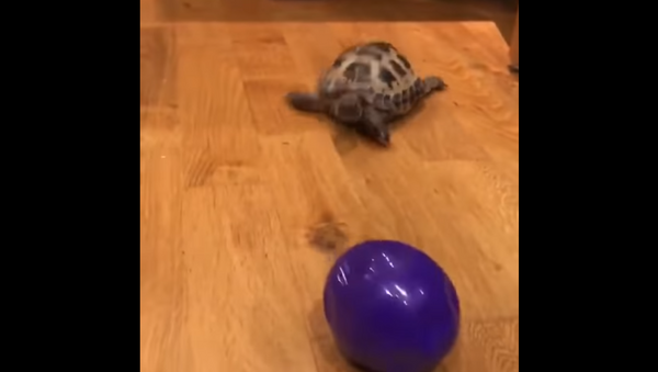 Tortoise Channels Inner Canine Instincts - Sputnik International