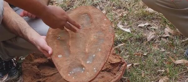 Australia's Jurassic Park Australia's Jurassic Park - Sputnik International