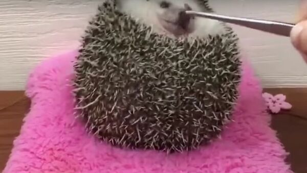 A hedgehog trying to catch a worm - Sputnik International