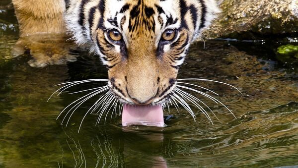 An Indochinese Tiger cub drinks water at a new enclosure at the Tierpark zoo in Berlin, Tuesday, April 3, 2012. - Sputnik International