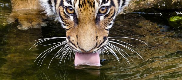 An Indochinese Tiger cub drinks water at a new enclosure at the Tierpark zoo in Berlin, Tuesday, April 3, 2012. An Indochinese Tiger cub drinks water at a new enclosure at the Tierpark zoo in Berlin, Tuesday, April 3, 2012. - Sputnik International