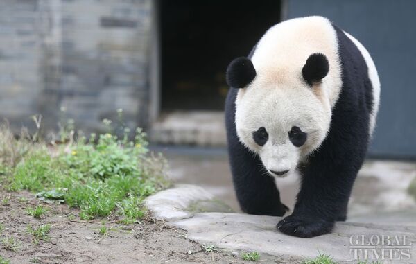 The US-born giant panda Baobao takes a walk on Friday after a one-month quarantine period at the Dujiangyan base of the China Conservation and Research Center for the Giant Panda in Southwest China's Sichuan Province - Sputnik International