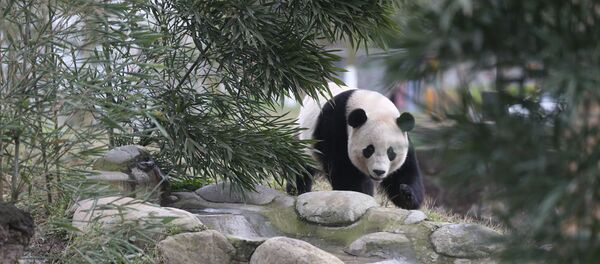 The US-born giant panda Baobao made its official debut on Friday after a one-month quarantine period at the Dujiangyan base of the China Conservation and Research Center for the Giant Panda in Southwest China's Sichuan Province The US-born giant panda Baobao made its official debut on Friday after a one-month quarantine period at the Dujiangyan base of the China Conservation and Research Center for the Giant Panda in Southwest China's Sichuan Province - Sputnik International