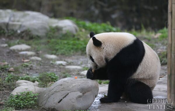 The US-born giant panda Baobao made its official debut on Friday after a one-month quarantine period at the Dujiangyan base of the China Conservation and Research Center for the Giant Panda in Southwest China's Sichuan Province - Sputnik International