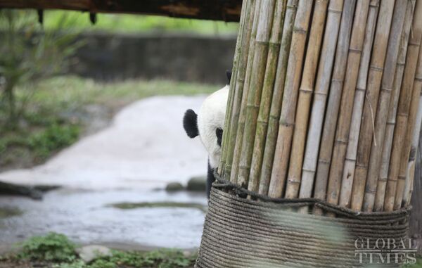 The US-born giant panda Baobao made its official debut on Friday after a one-month quarantine period at the Dujiangyan base of the China Conservation and Research Center for the Giant Panda in Southwest China's Sichuan Province - Sputnik International