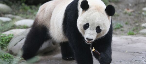 The US-born giant panda Baobao made its official debut on Friday after a one-month quarantine period at the Dujiangyan base of the China Conservation and Research Center for the Giant Panda in Southwest China's Sichuan Province - Sputnik International