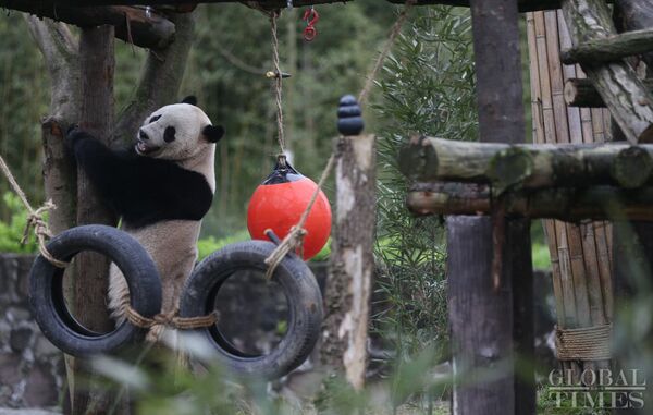 The US-born giant panda Baobao made its official debut on Friday after a one-month quarantine period at the Dujiangyan base of the China Conservation and Research Center for the Giant Panda in Southwest China's Sichuan Province. - Sputnik International