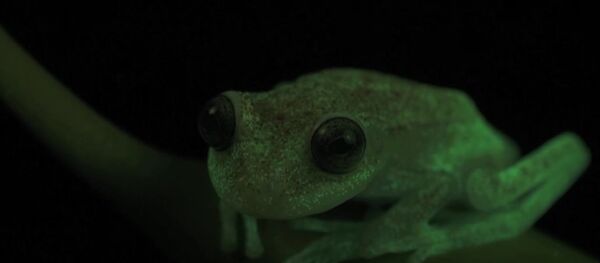 Meet World’s First Fluorescent Frog Meet World’s First Fluorescent Frog - Sputnik International