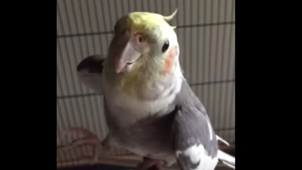 Cockatiel parrot, Coco, sings Opera Mozart Queen of the Night - Sputnik International
