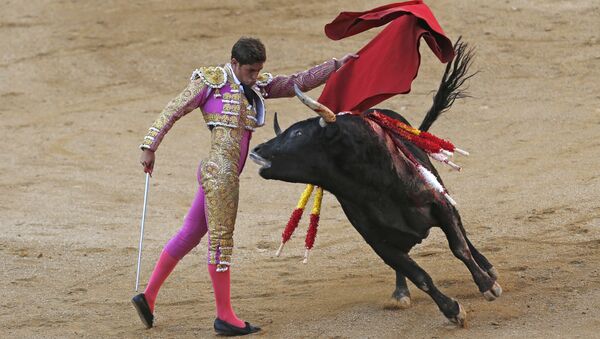 In a Sunday, October 9, 2016 file photo, Spanish bullfighter Mario Palacios performs with an Aguadulce ranch fighting bull during a bullfight at the Las Ventas bullring in Madrid, Spain. - Sputnik International